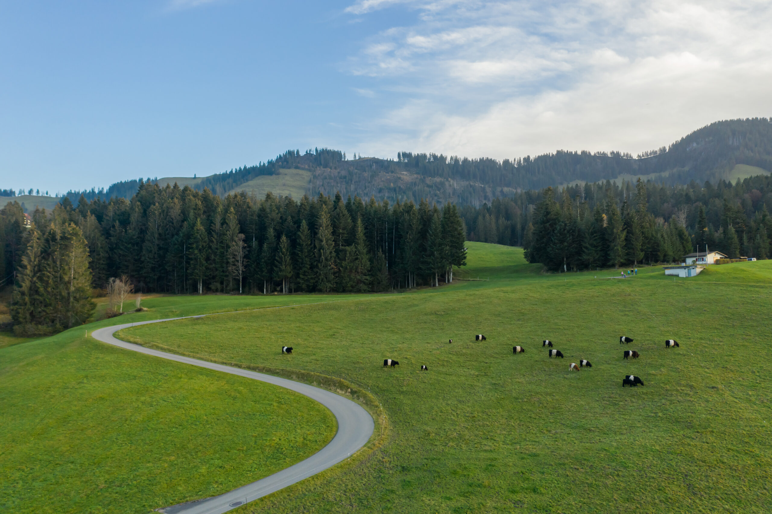 schottische_hochlandrinder_008